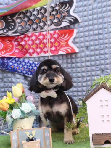 20230530シェリーちゃん